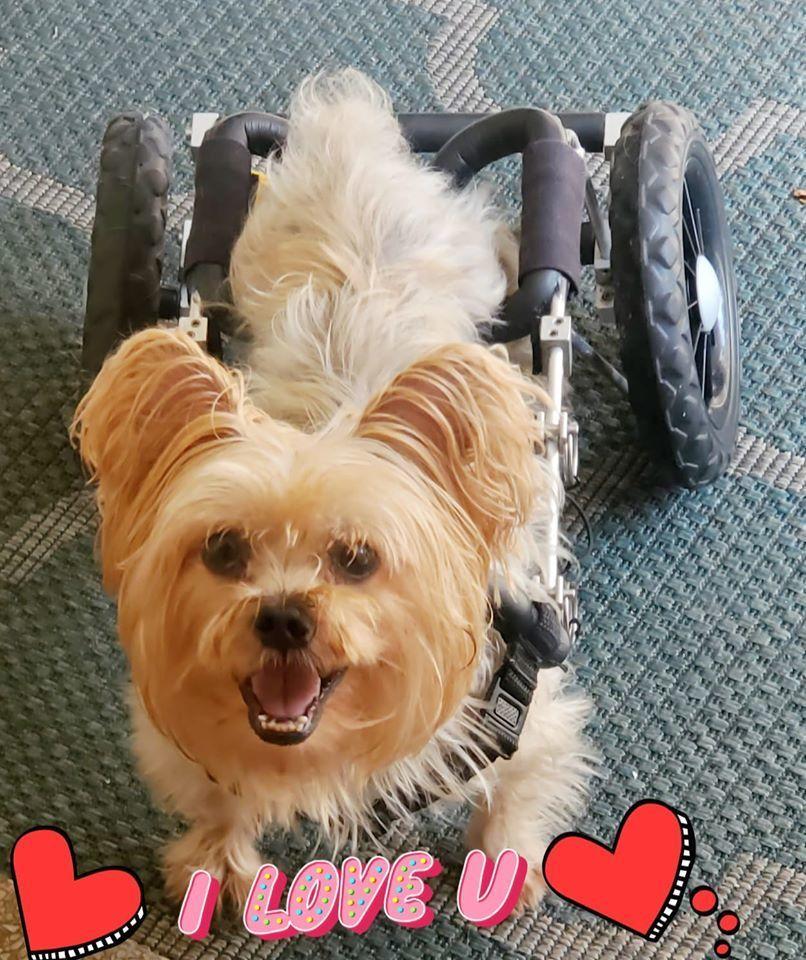Harrison on Wheels, a Adoptable Yorkshire Terrier in Plantation, FL image 5/6