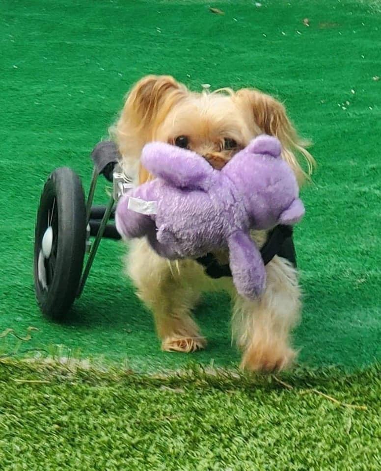 Harrison on Wheels, a Adoptable Yorkshire Terrier in Plantation, FL image 6/6
