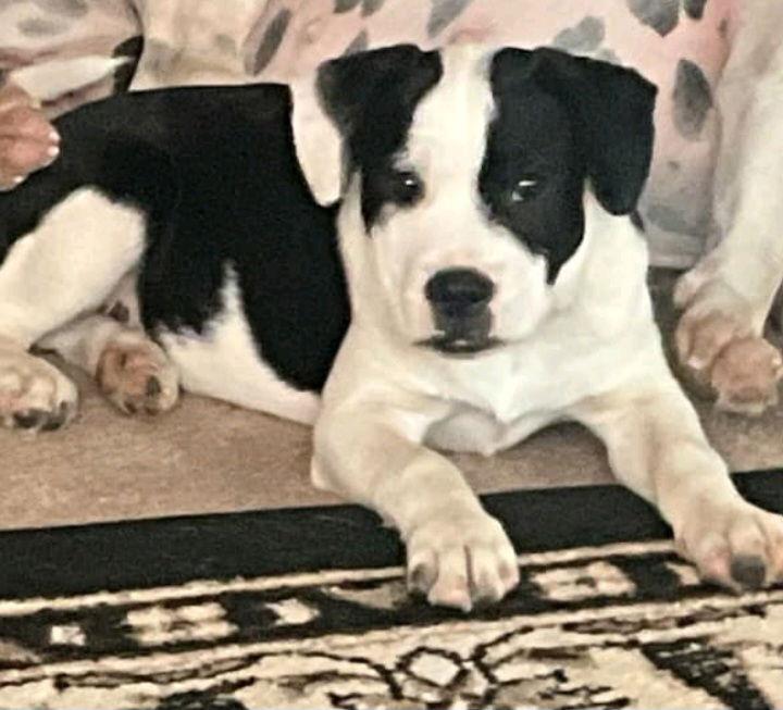 Minnie, Adopted, Young Female American Bulldog.