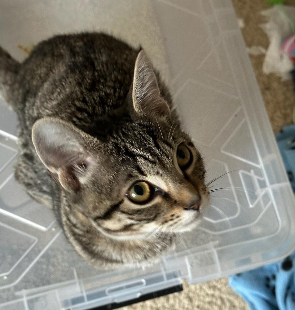 Tia, Adoptable, Kitten Female Domestic Short Hair.