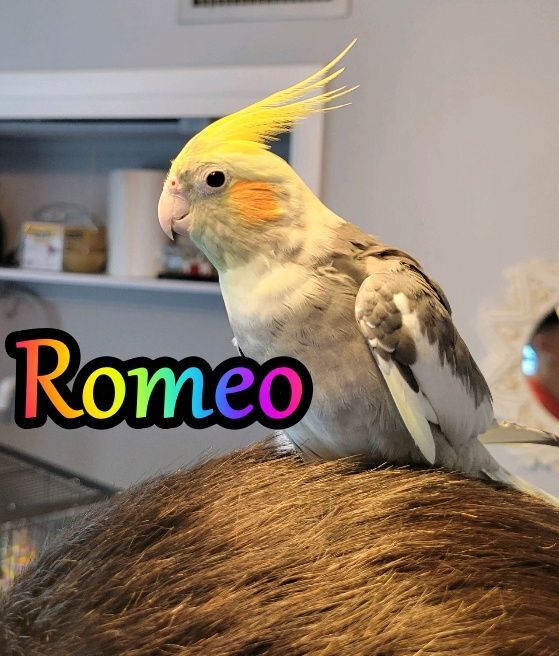 Enlarge Romeo, a Adoptable Cockatiel in St Petersburg, FL image 1/7