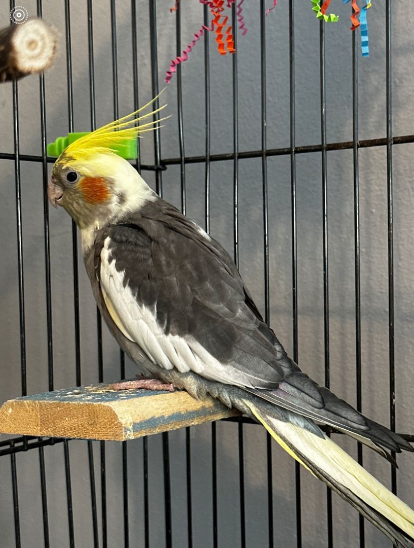 Enlarge Romeo, a Adoptable Cockatiel in St Petersburg, FL image 2/7