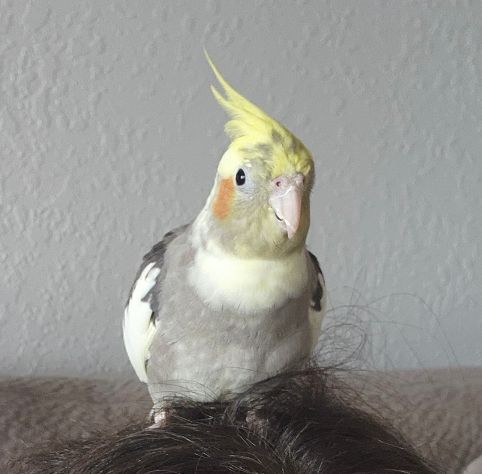 Enlarge Romeo, a Adoptable Cockatiel in St Petersburg, FL image 3/7