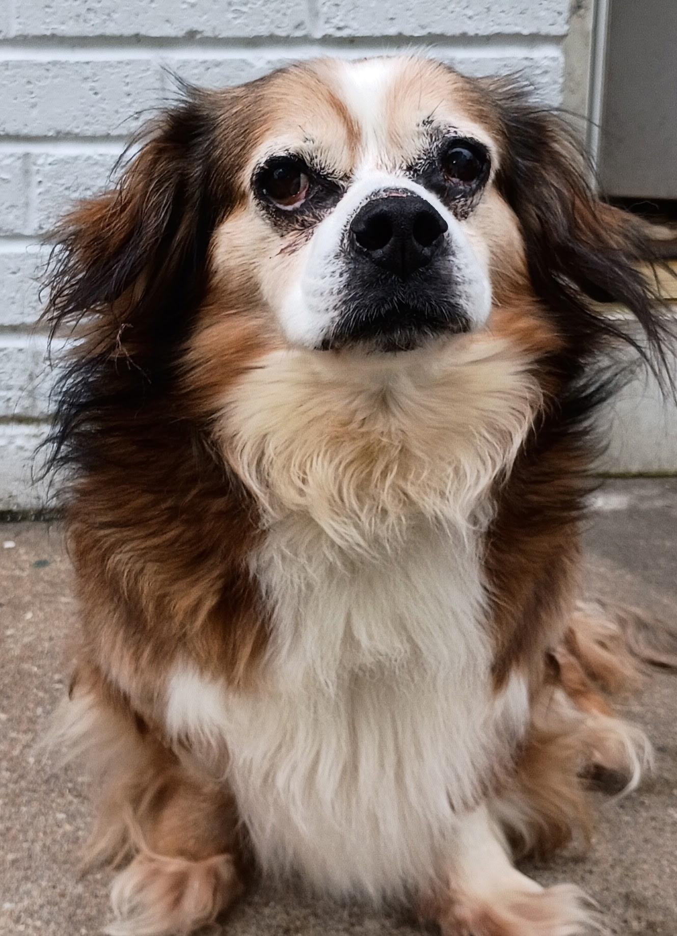 Enlarge Rex, a ADOPTABLE mixed breed in Powder Springs, GA image 1/1