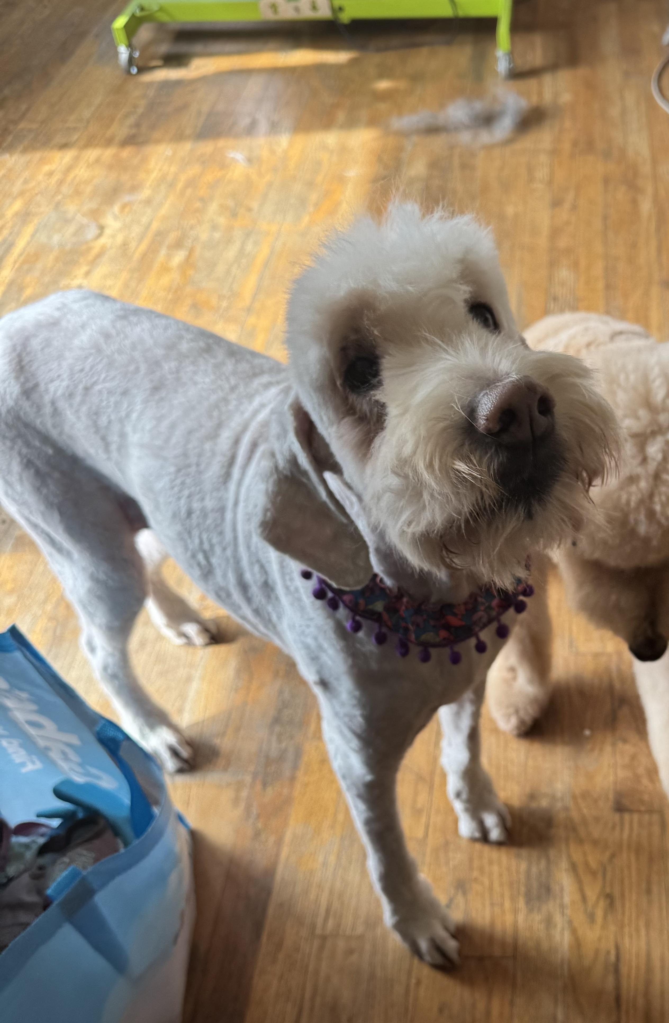 Enlarge Bailey, a ADOPTABLE Labradoodle in Glendale, OH image 1/1