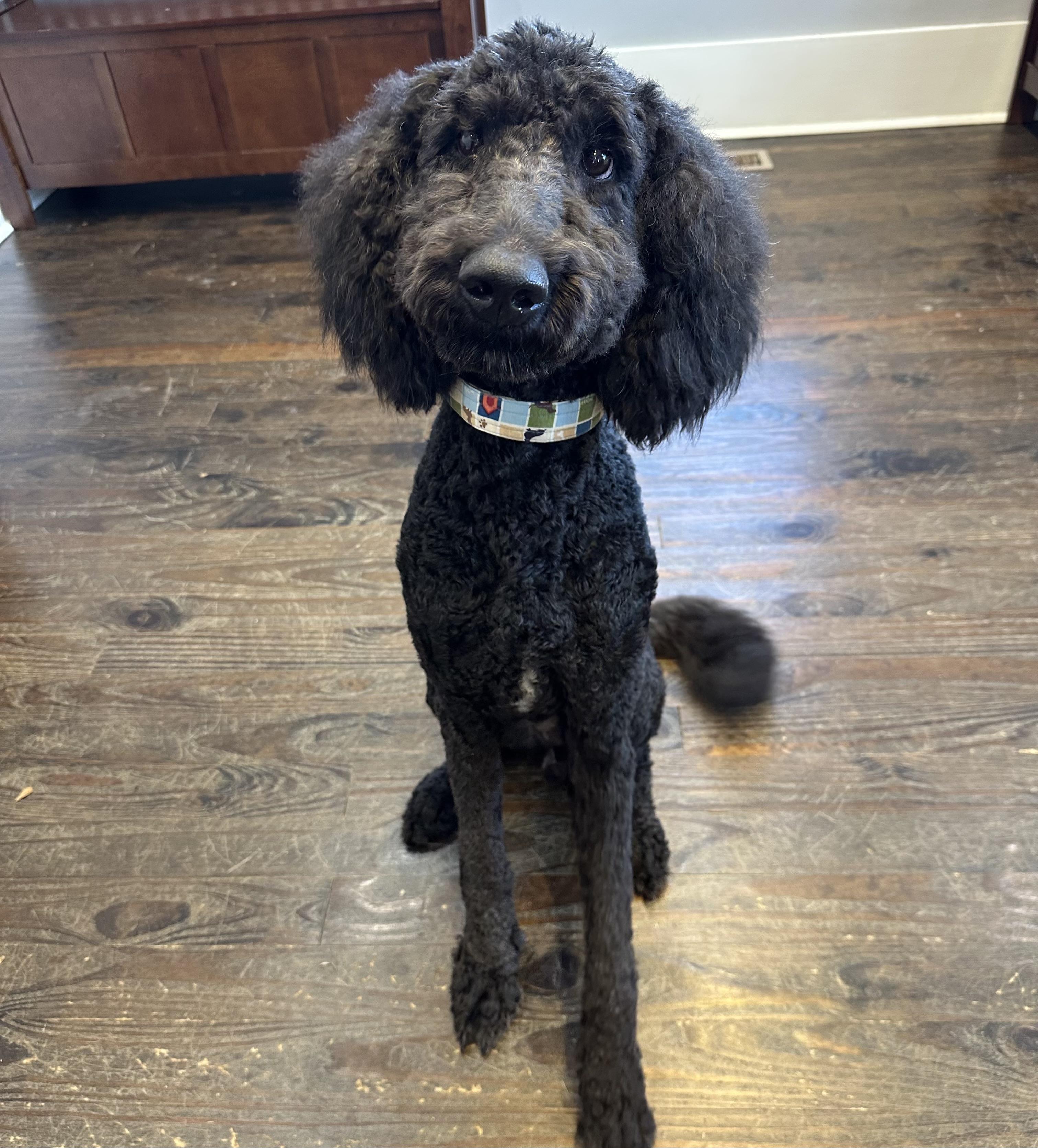 Enlarge Bowser, an adopted mixed breed in Lawrenceville, GA image 3/4