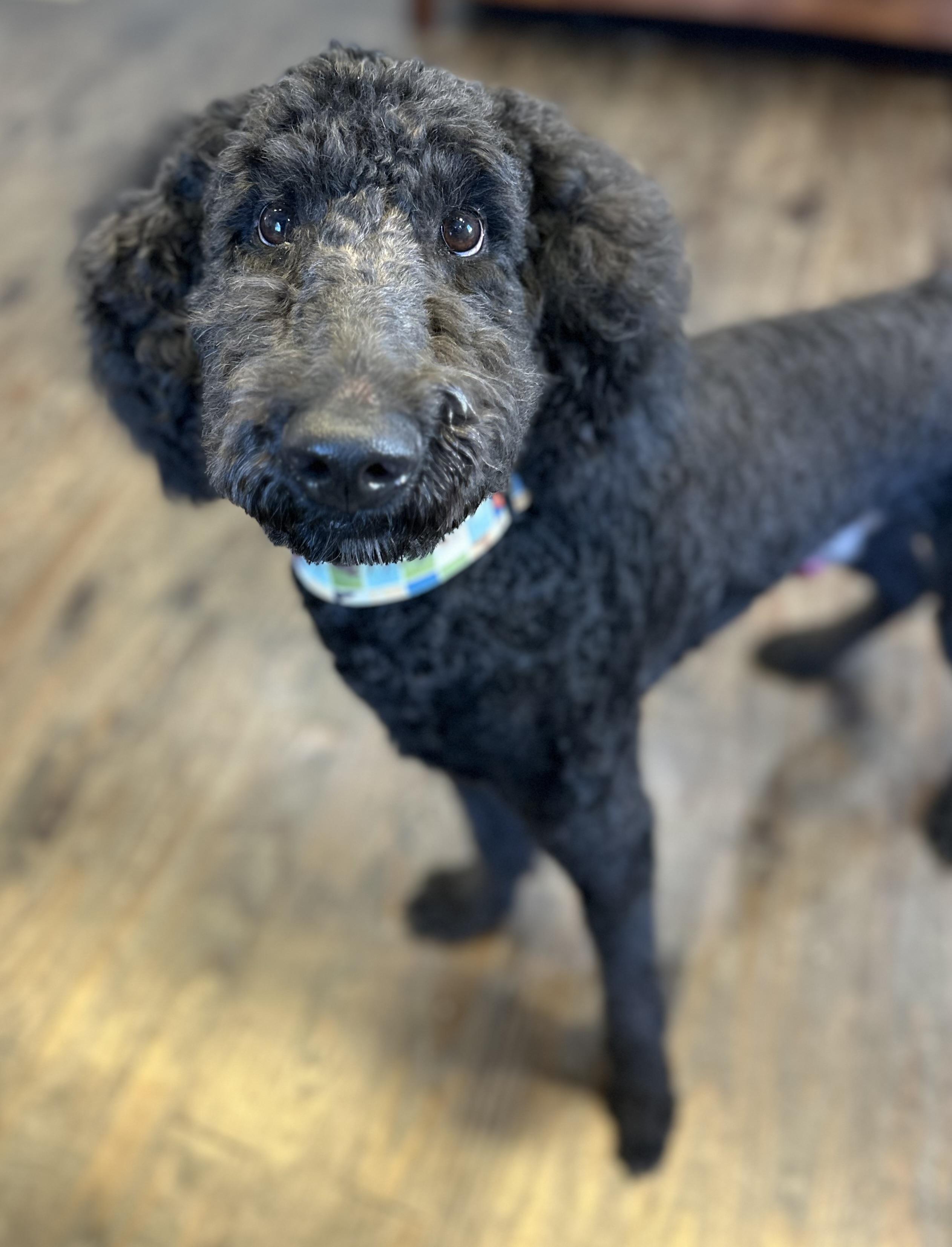 Bowser, adopted, Adult Male Goldendoodle & Standard Poodle.