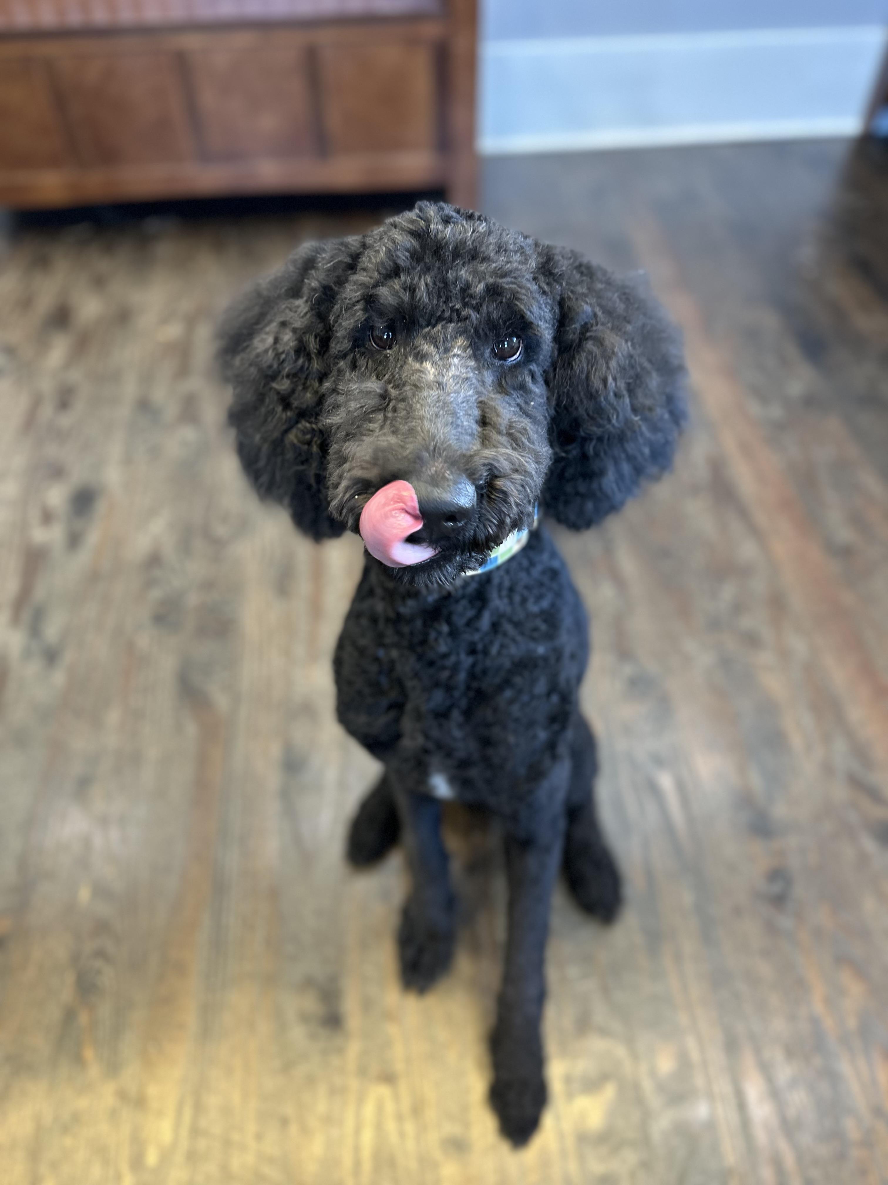 Enlarge Bowser, an adopted mixed breed in Lawrenceville, GA image 2/4