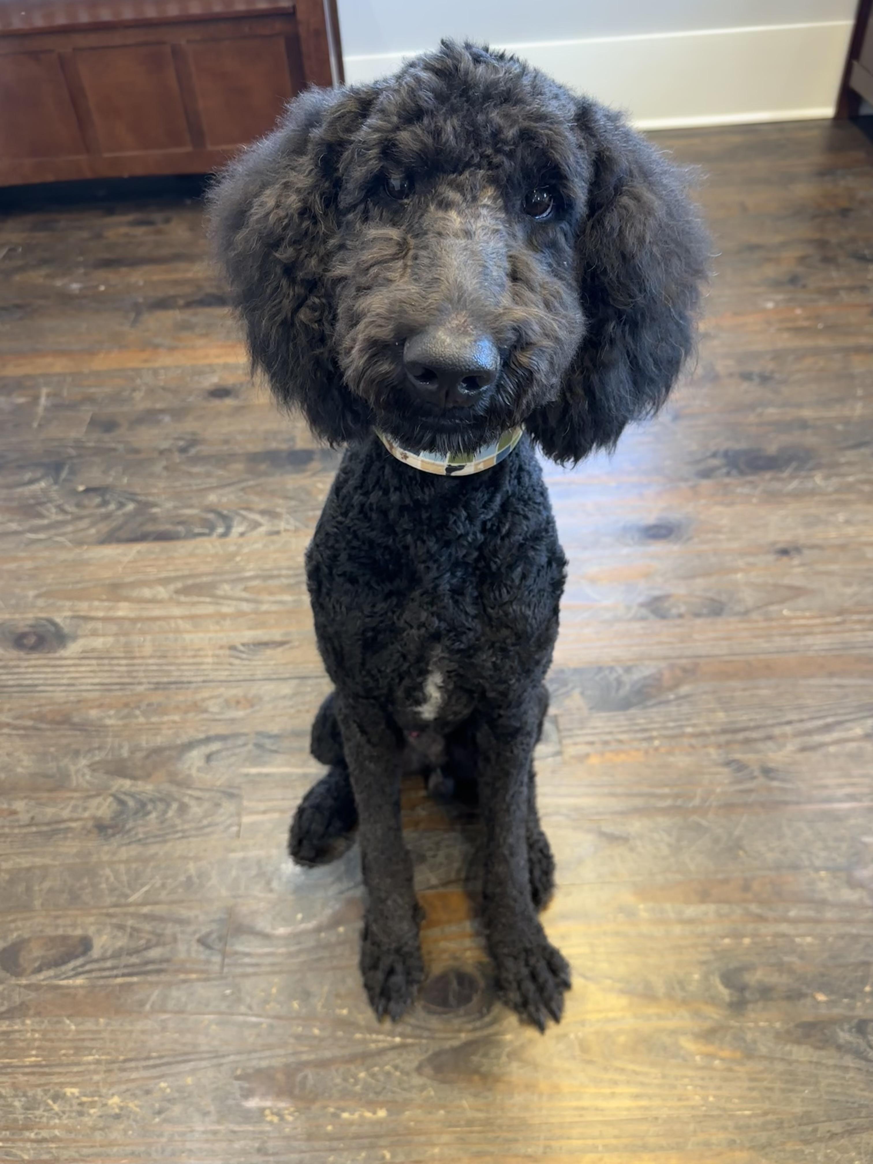 Enlarge Bowser, an adopted mixed breed in Lawrenceville, GA image 4/4