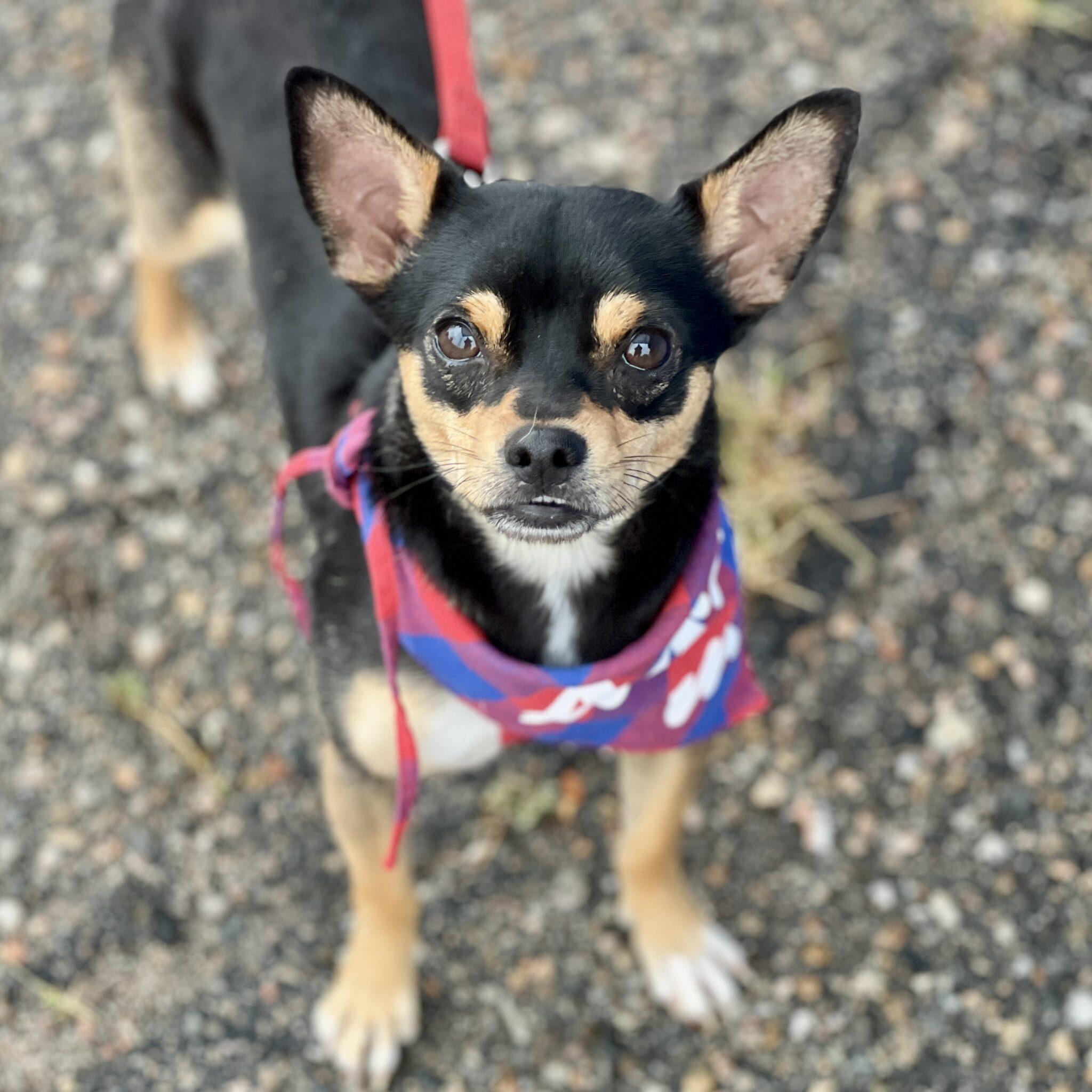 Pepito