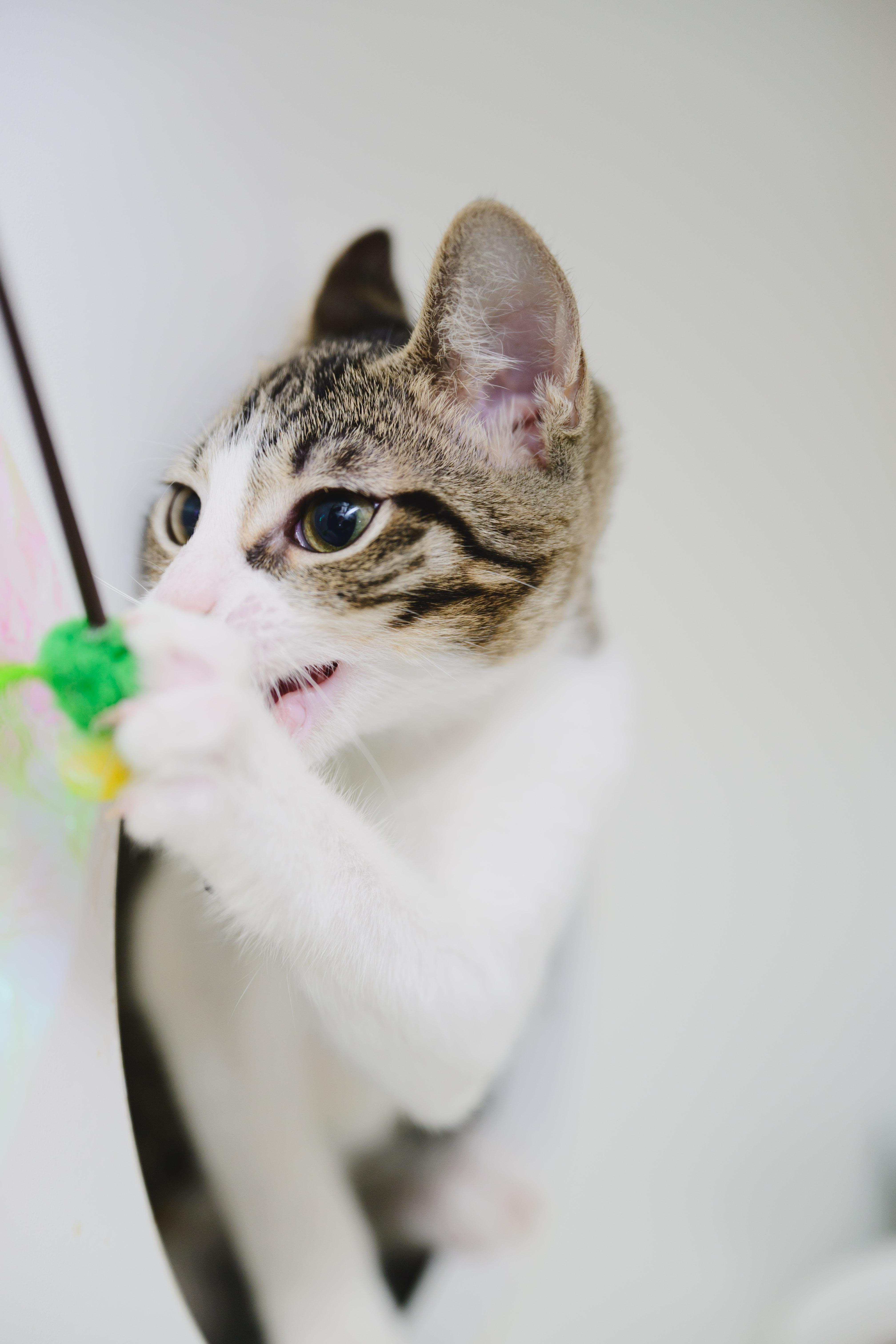 Bessie, Adoptable, Kitten Female Domestic Short Hair.