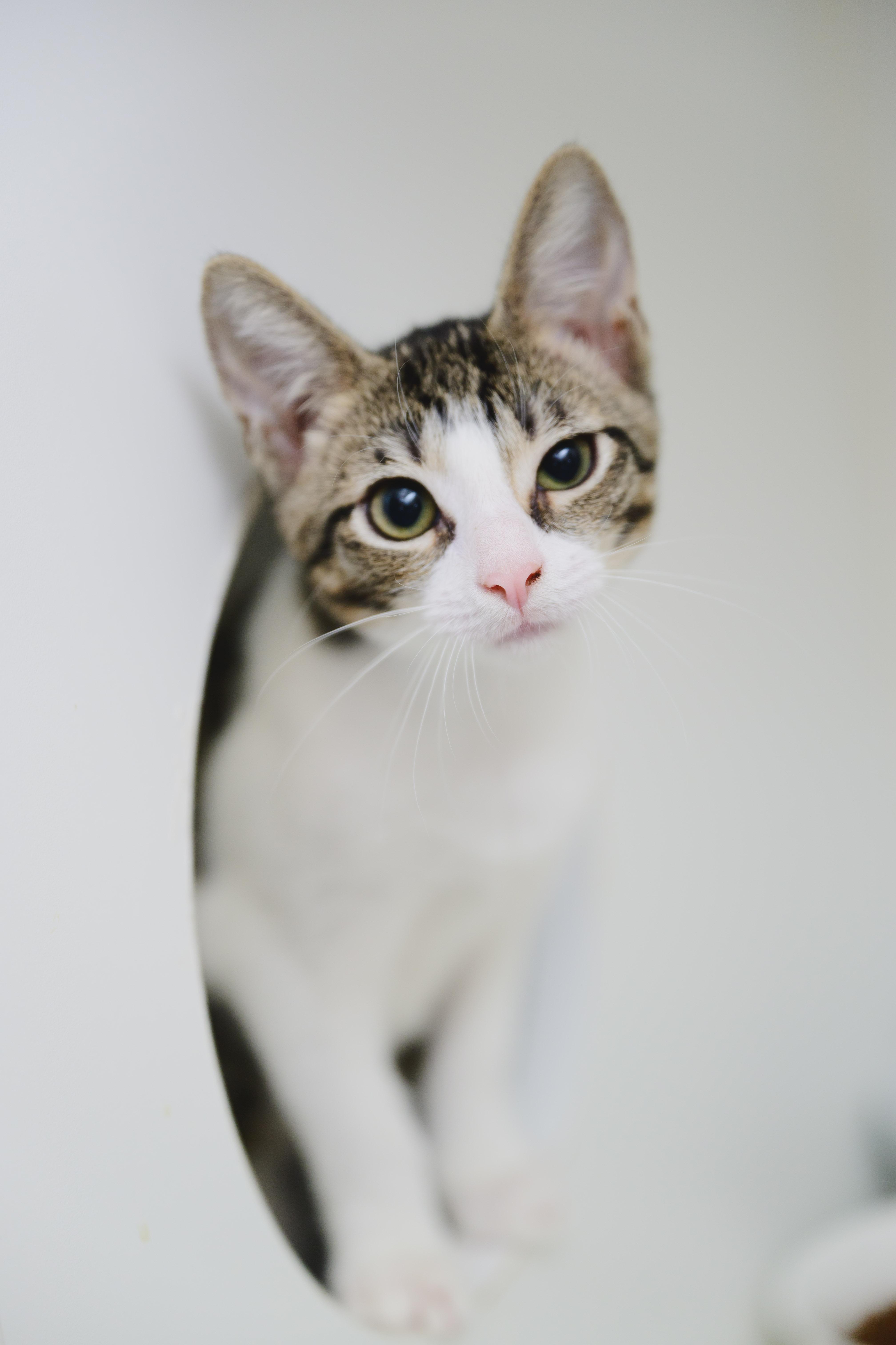 Enlarge Bessie, a Adoptable Domestic Short Hair in Honolulu, HI image 2/6