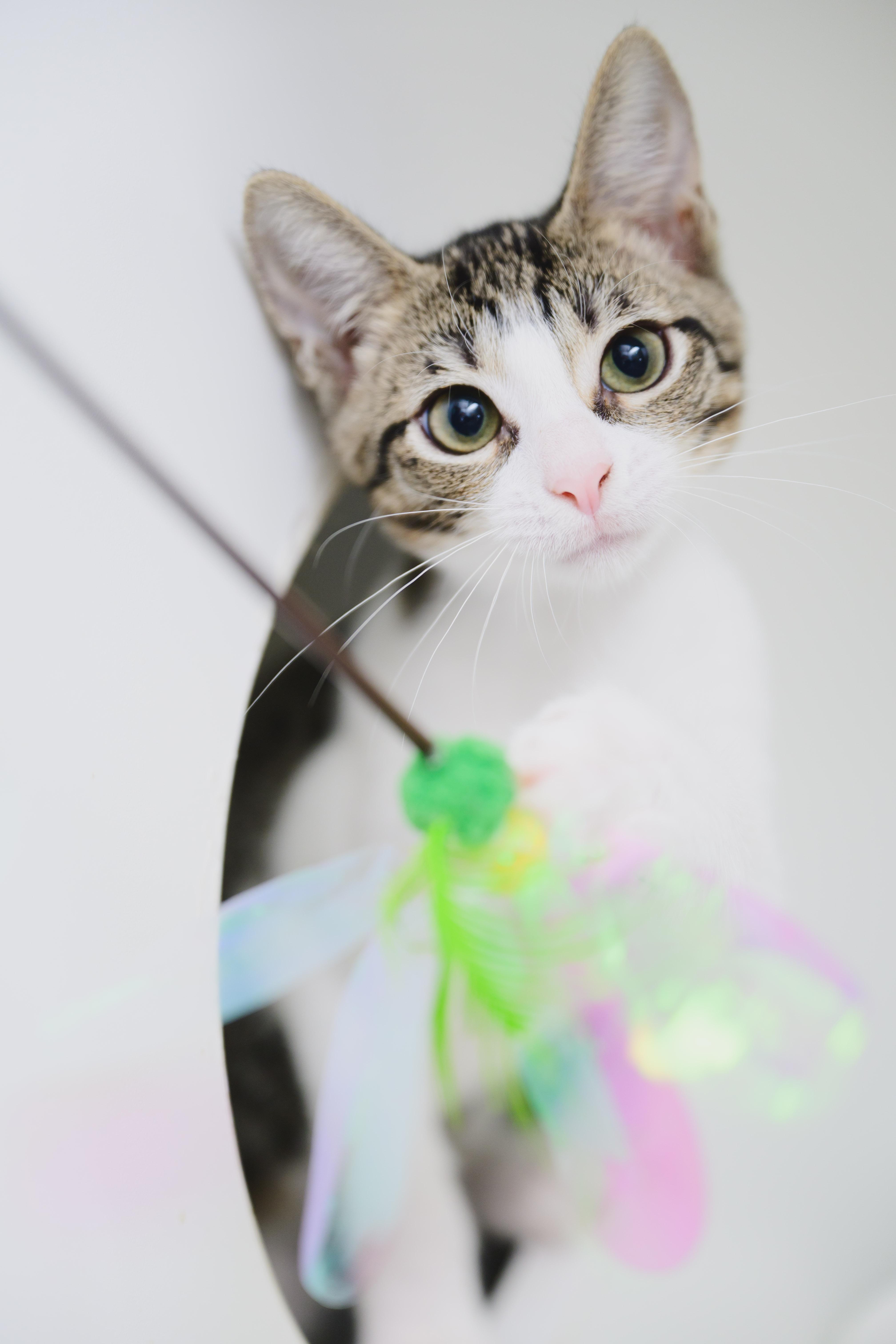 Enlarge Bessie, a Adoptable Domestic Short Hair in Honolulu, HI image 3/6