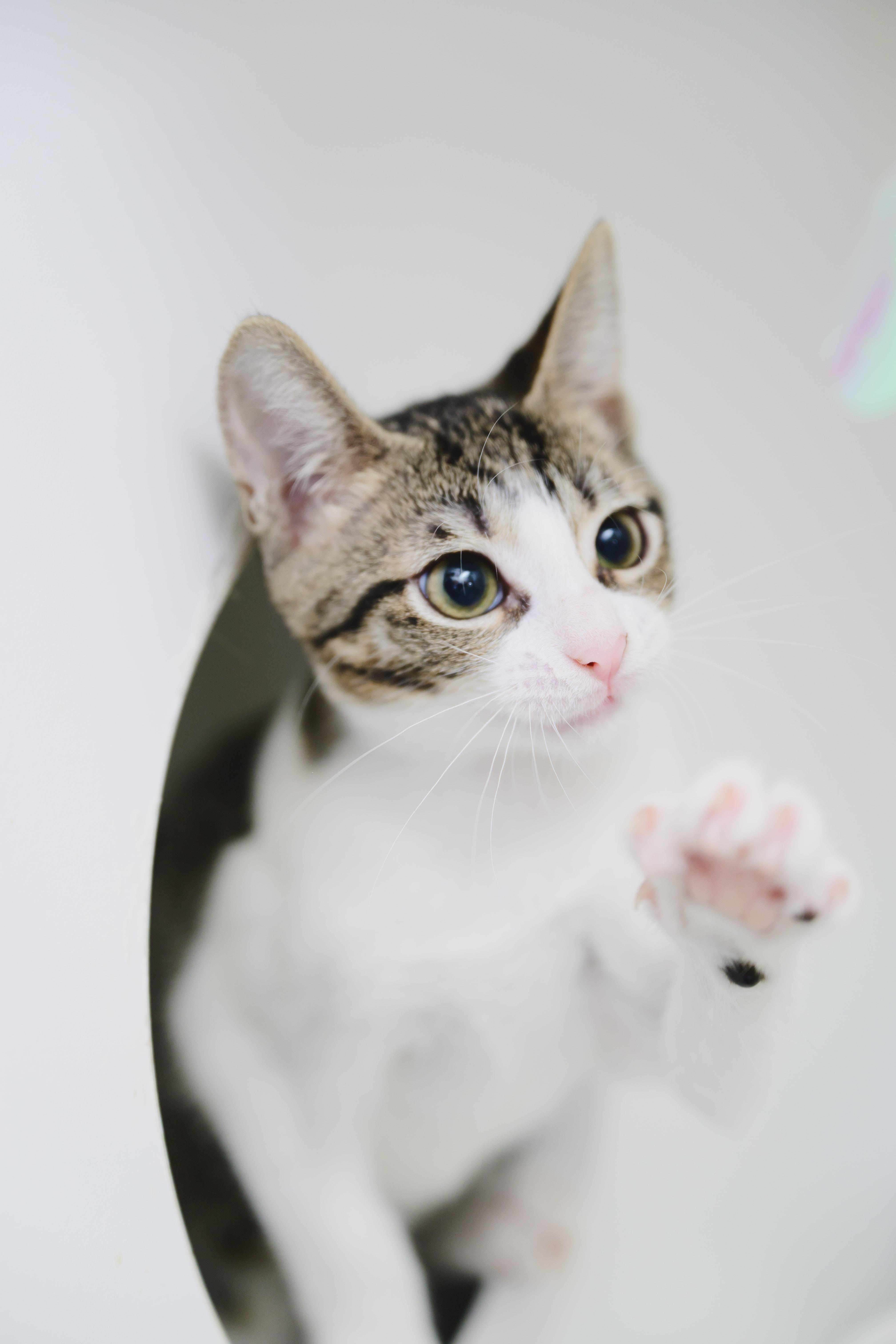 Enlarge Bessie, a Adoptable Domestic Short Hair in Honolulu, HI image 4/6
