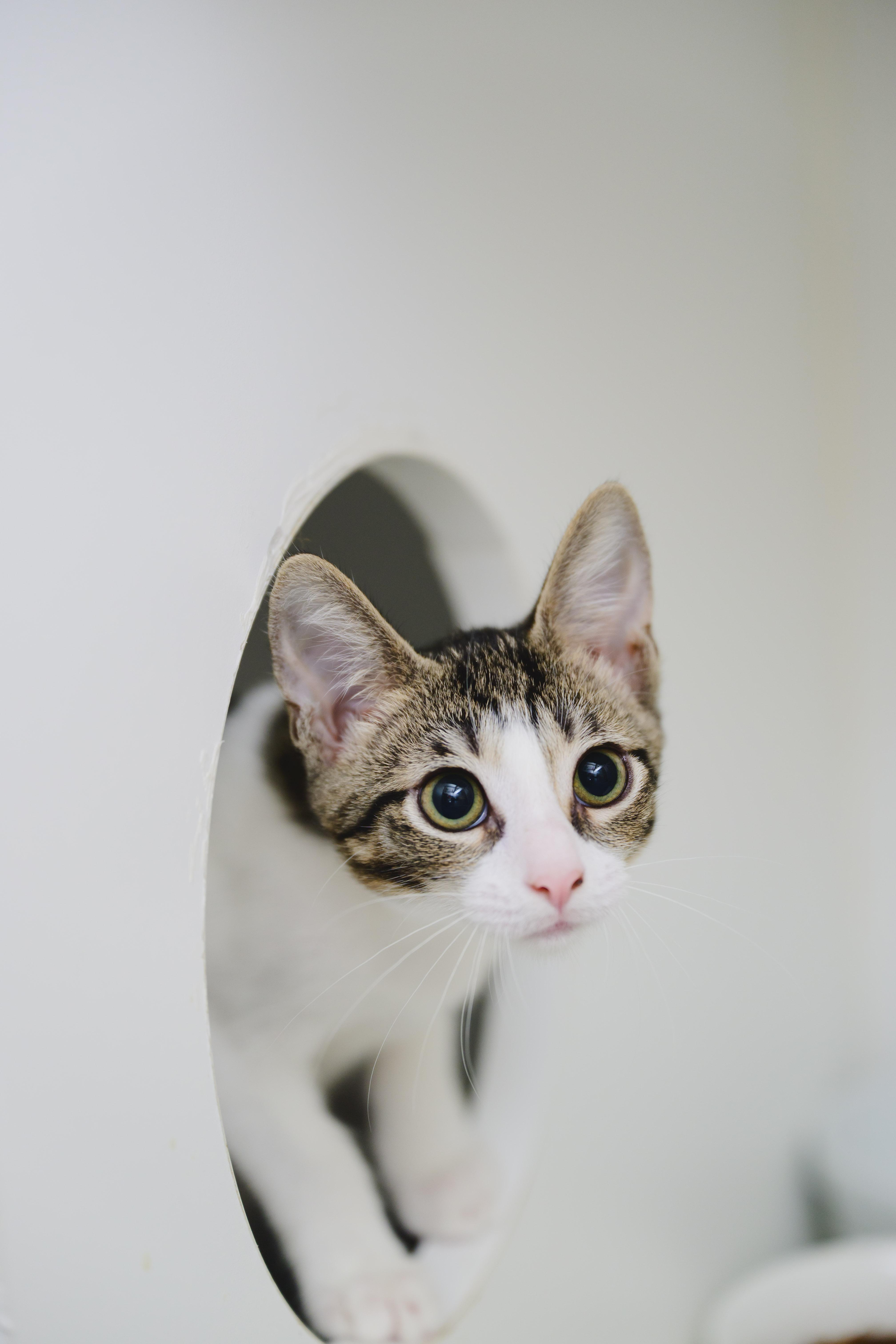 Enlarge Bessie, a Adoptable Domestic Short Hair in Honolulu, HI image 5/6