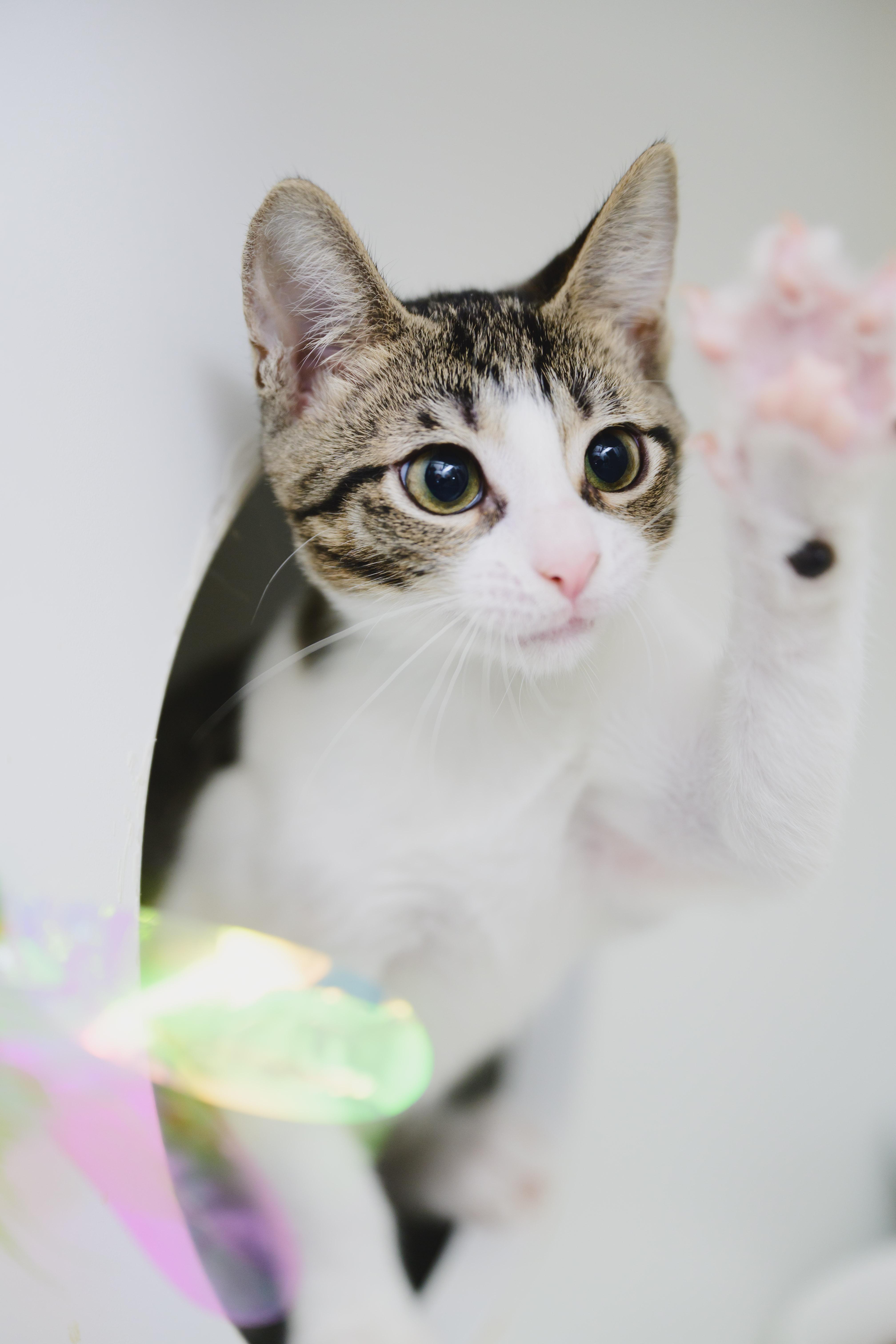 Enlarge Bessie, a Adoptable Domestic Short Hair in Honolulu, HI image 6/6