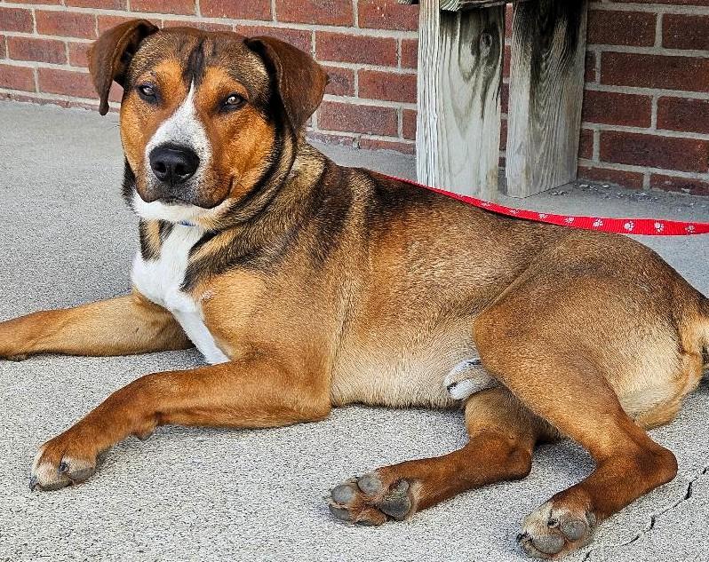 Enlarge Red, a Adoptable mixed breed in Frederick, MD image 3/5