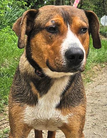 Enlarge Red, a Adoptable mixed breed in Frederick, MD image 4/5