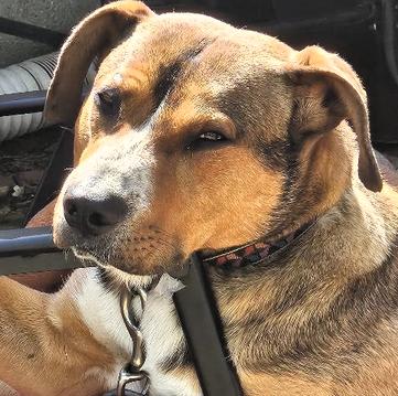 Enlarge Red, a Adoptable mixed breed in Frederick, MD image 5/5