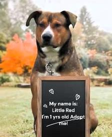 Enlarge Red, a Adoptable mixed breed in Frederick, MD image 2/5