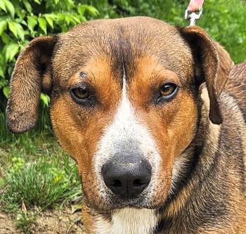 Enlarge Red, a Adoptable mixed breed in Frederick, MD image 1/5