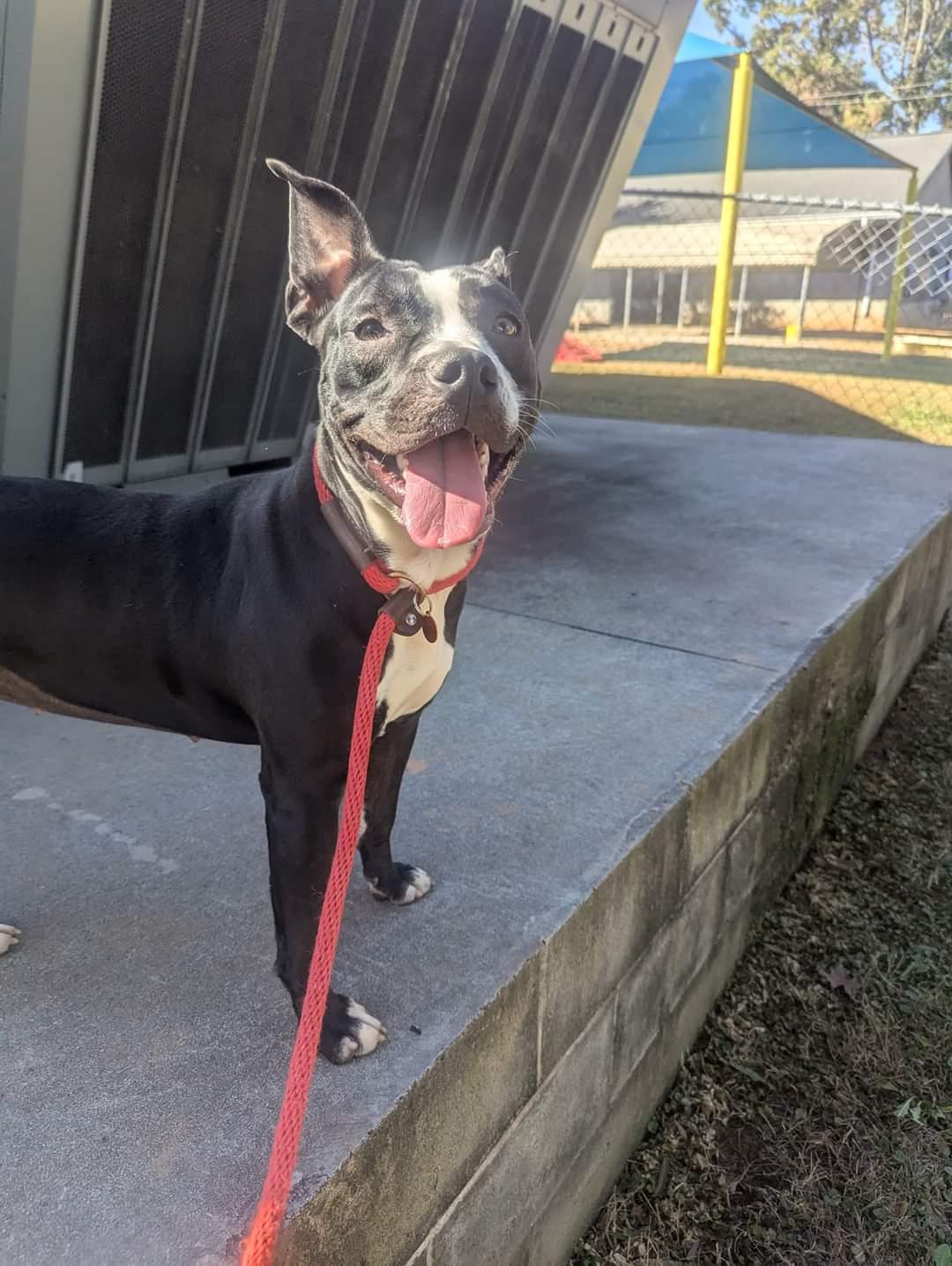 Enlarge Roxy, an adoptable mixed breed in Springfield , OR image 1/3