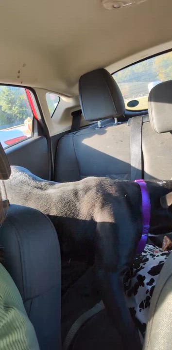 Enlarge Roxy, an adoptable mixed breed in Springfield , OR video 2/3