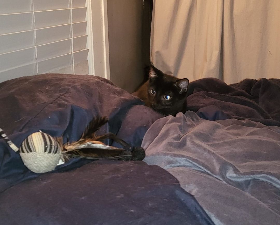 Jack, Adoptable, Kitten Male Domestic Short Hair.