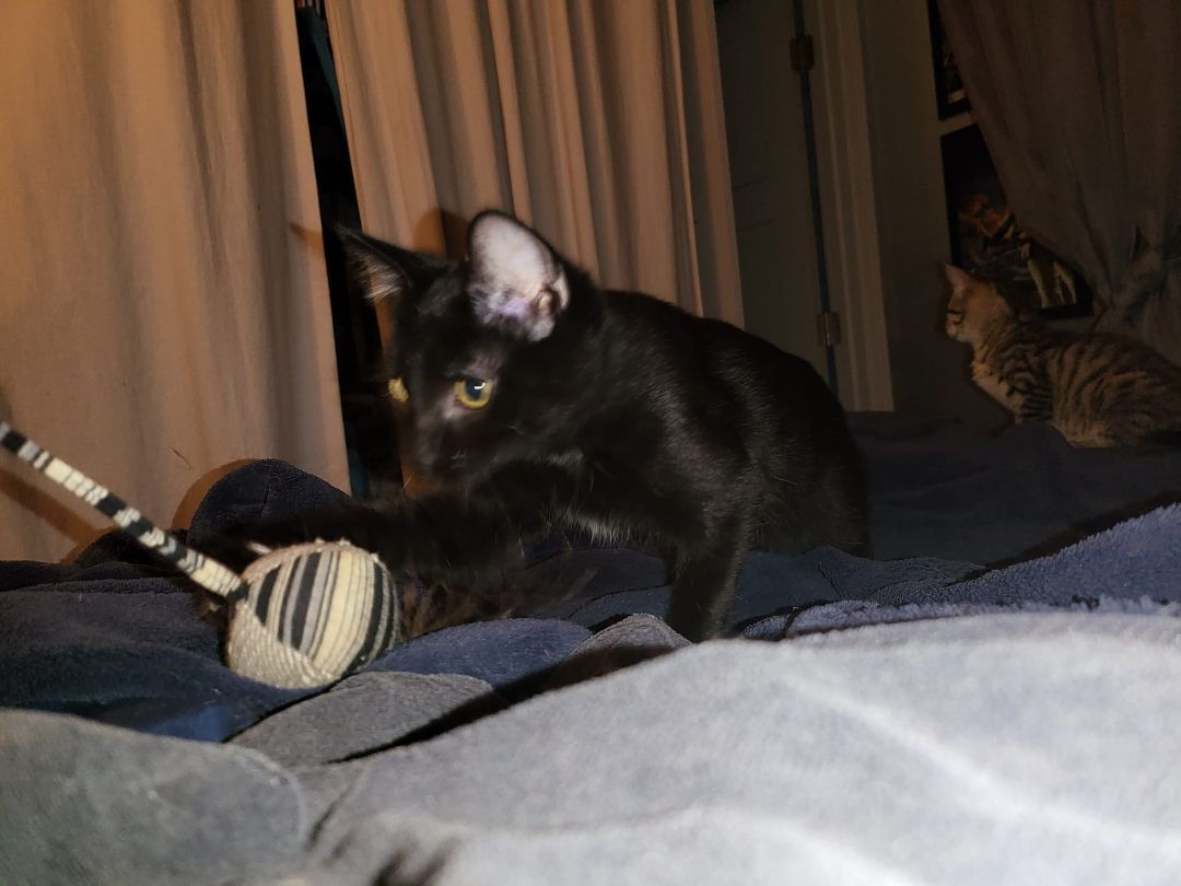 Jack, a Adoptable Domestic Short Hair in Crown Point, IN image 2/10