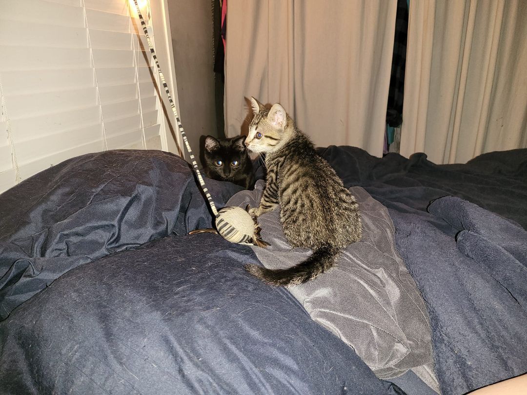 Jack, a Adoptable Domestic Short Hair in Crown Point, IN image 3/10