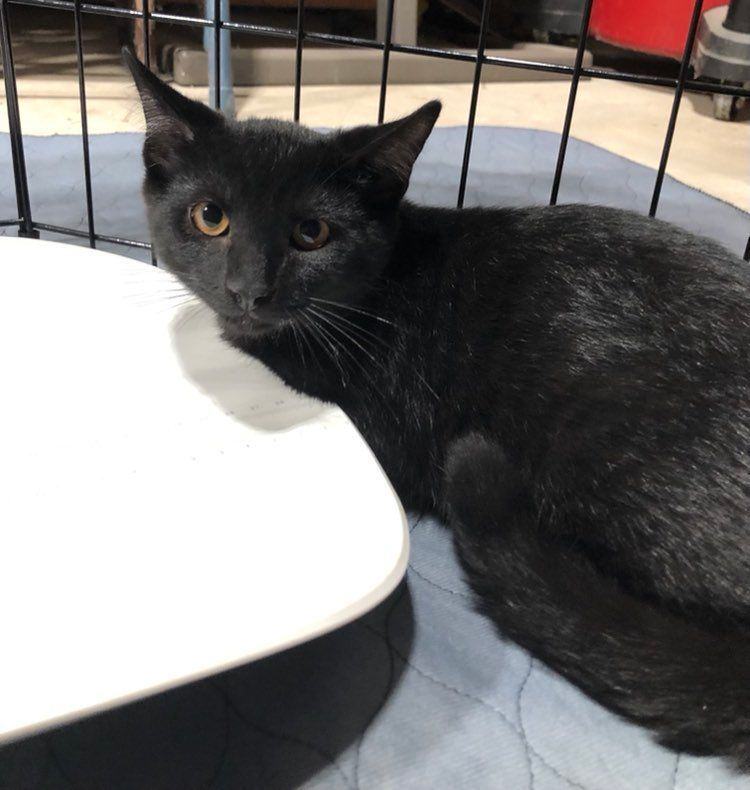 Jack, a Adoptable Domestic Short Hair in Crown Point, IN image 4/10