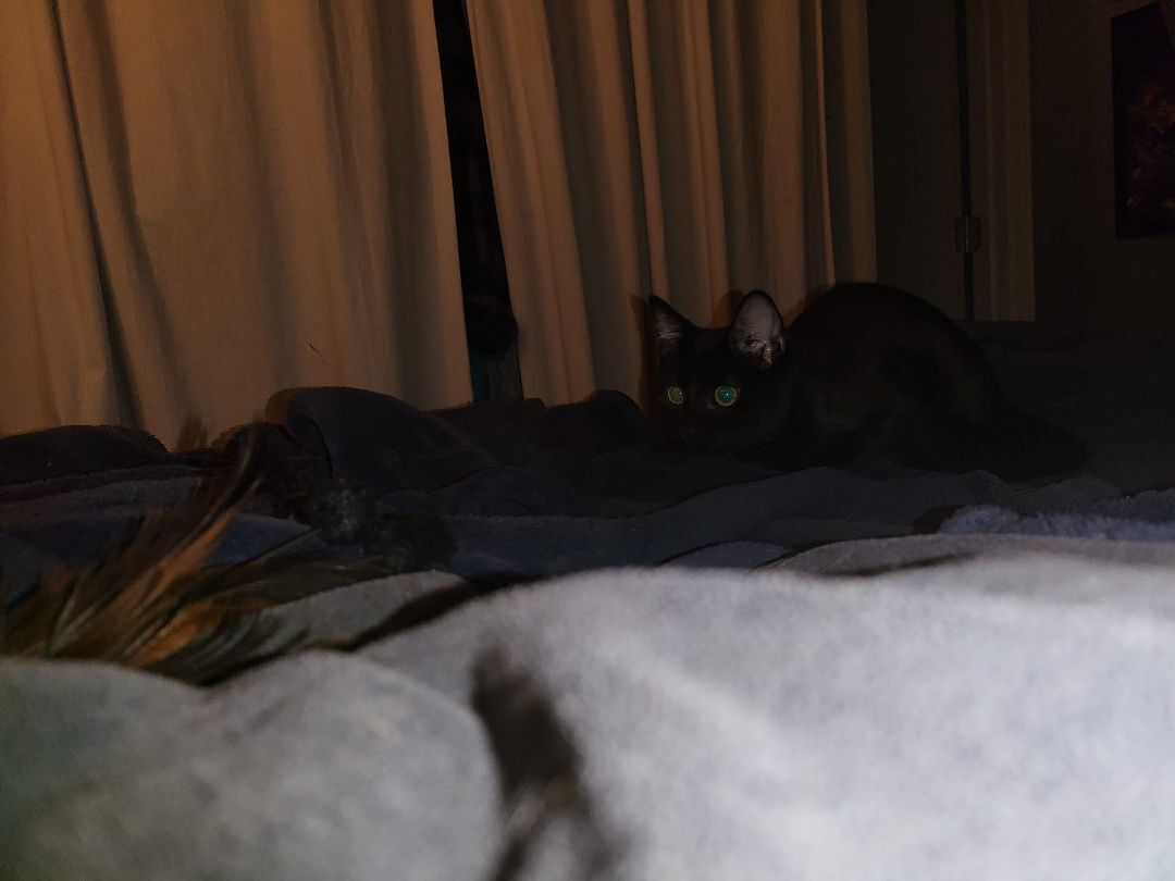 Jack, a Adoptable Domestic Short Hair in Crown Point, IN image 5/10