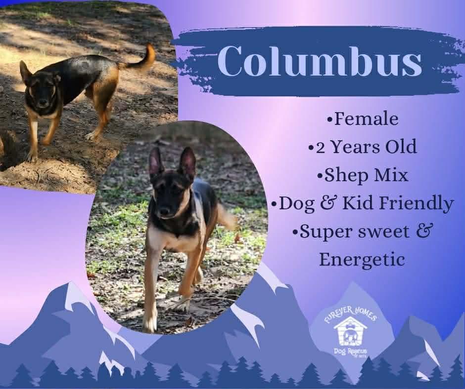 Enlarge Columbus, a Adoptable mixed breed in Aulac, NB image 1/1