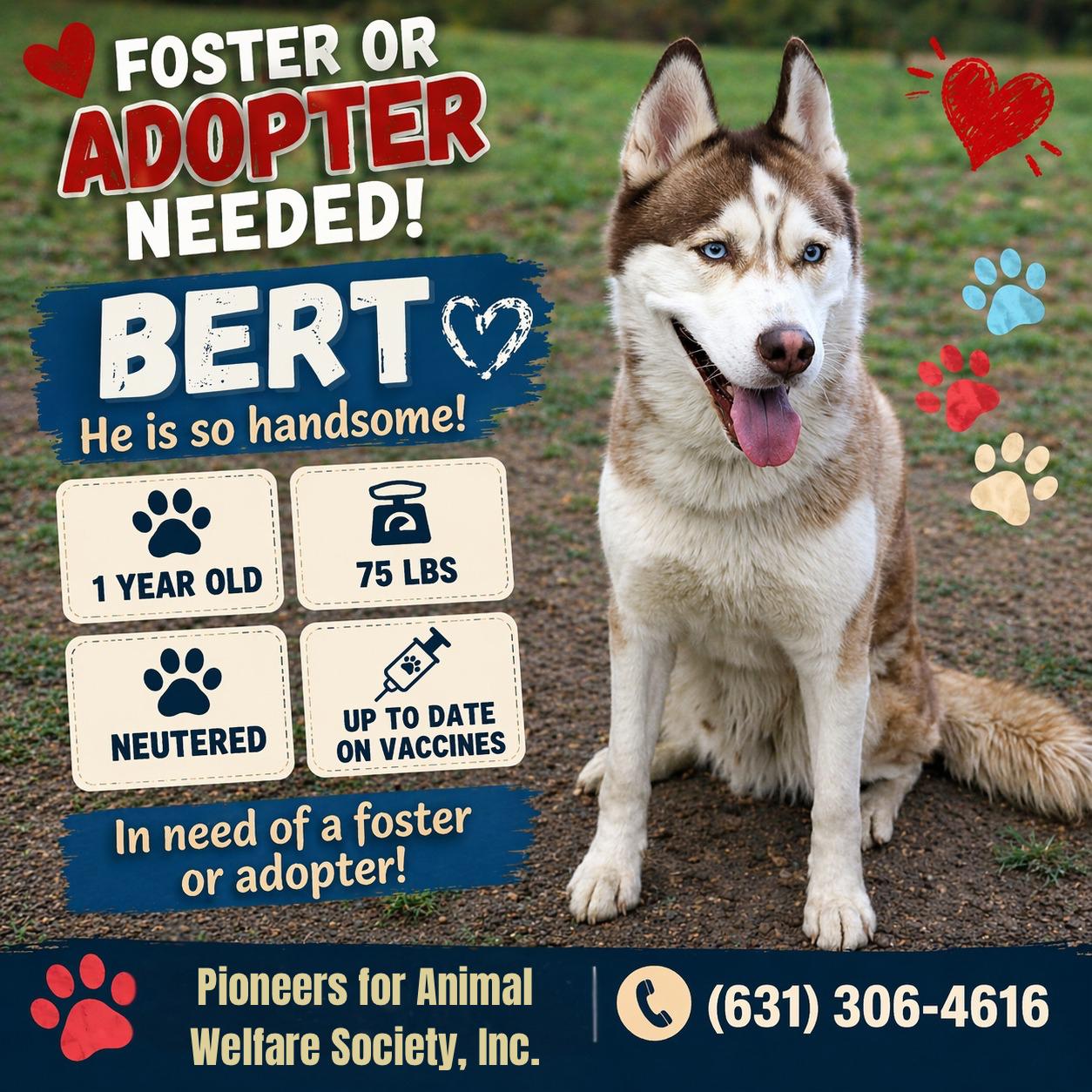 Enlarge BERT, a ADOPTABLE mixed breed in Huntington, NY image 1/1