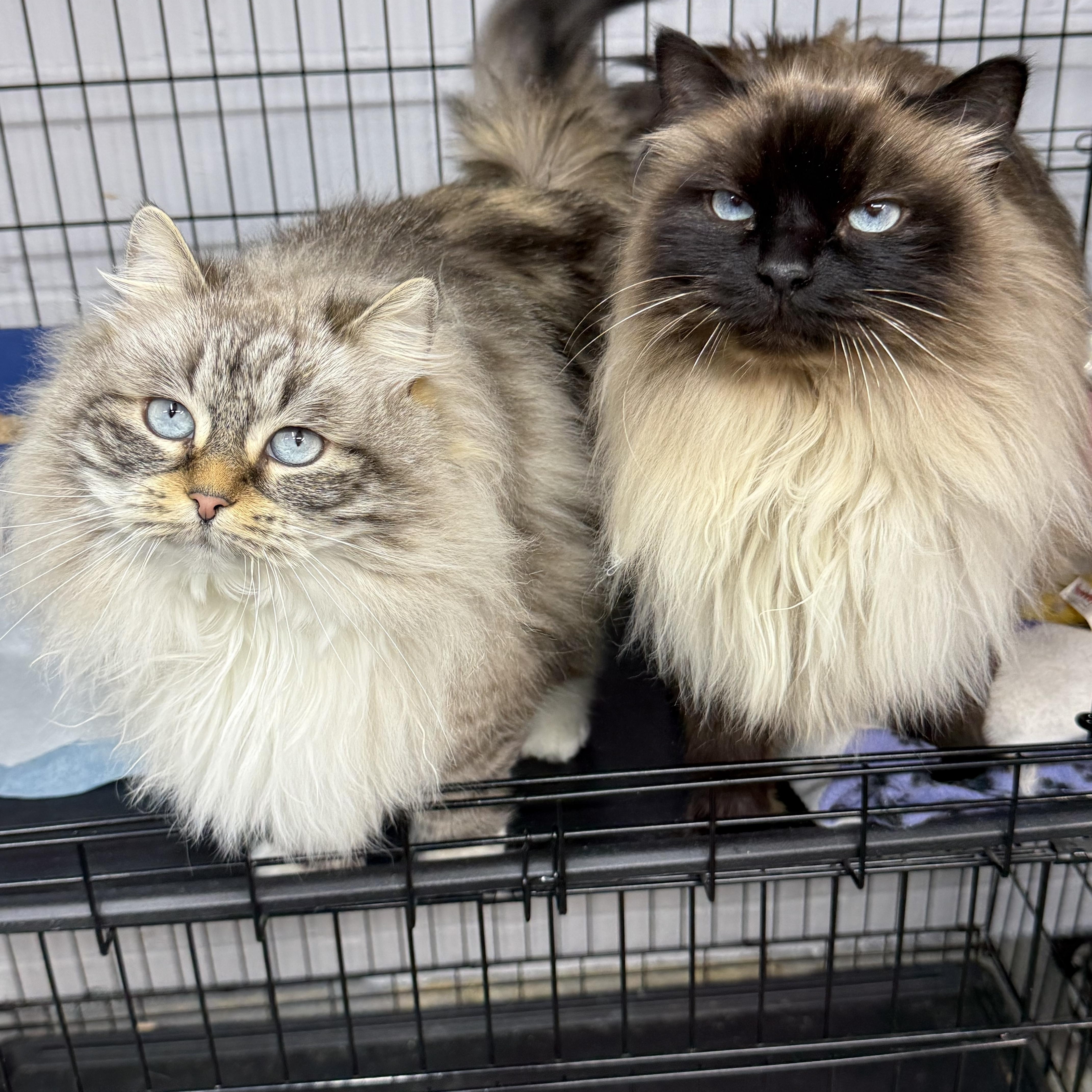 Ivori & Willow, a ADOPTABLE Siberian in Evans City, PA image 1/3