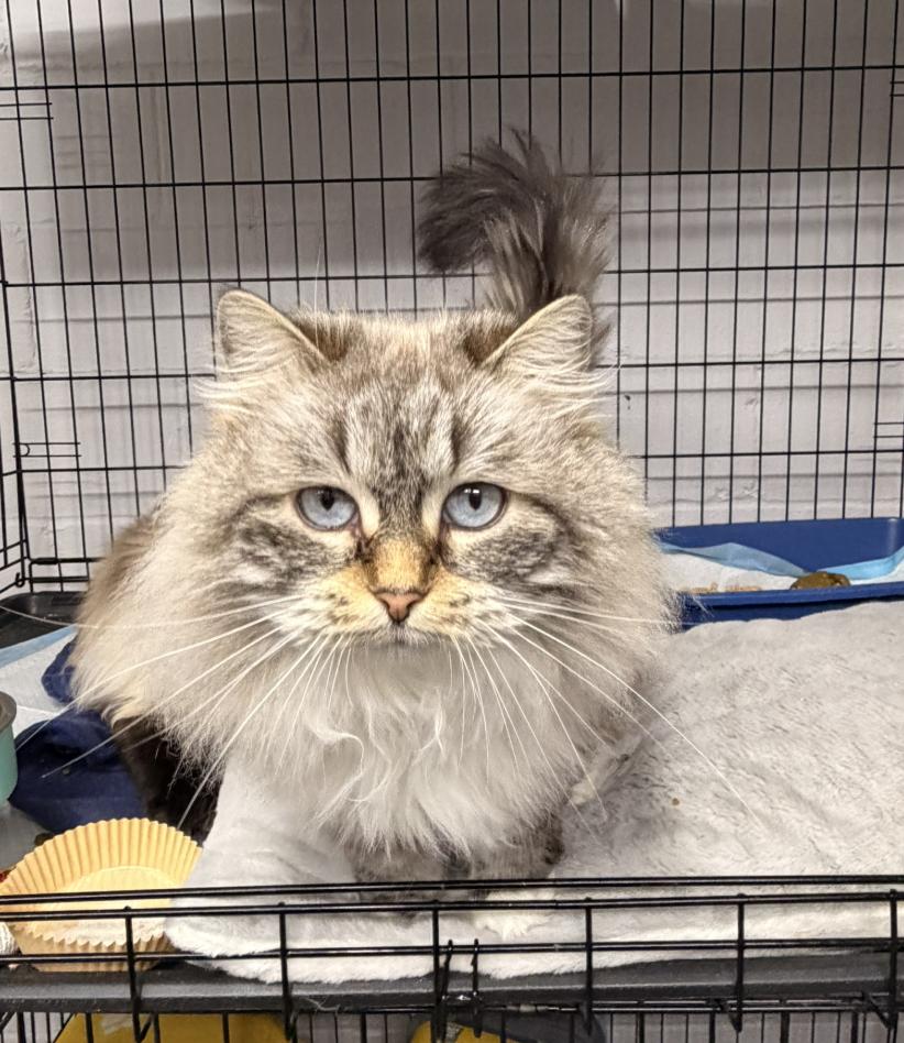 Ivori & Willow, a ADOPTABLE Siberian in Evans City, PA image 2/3