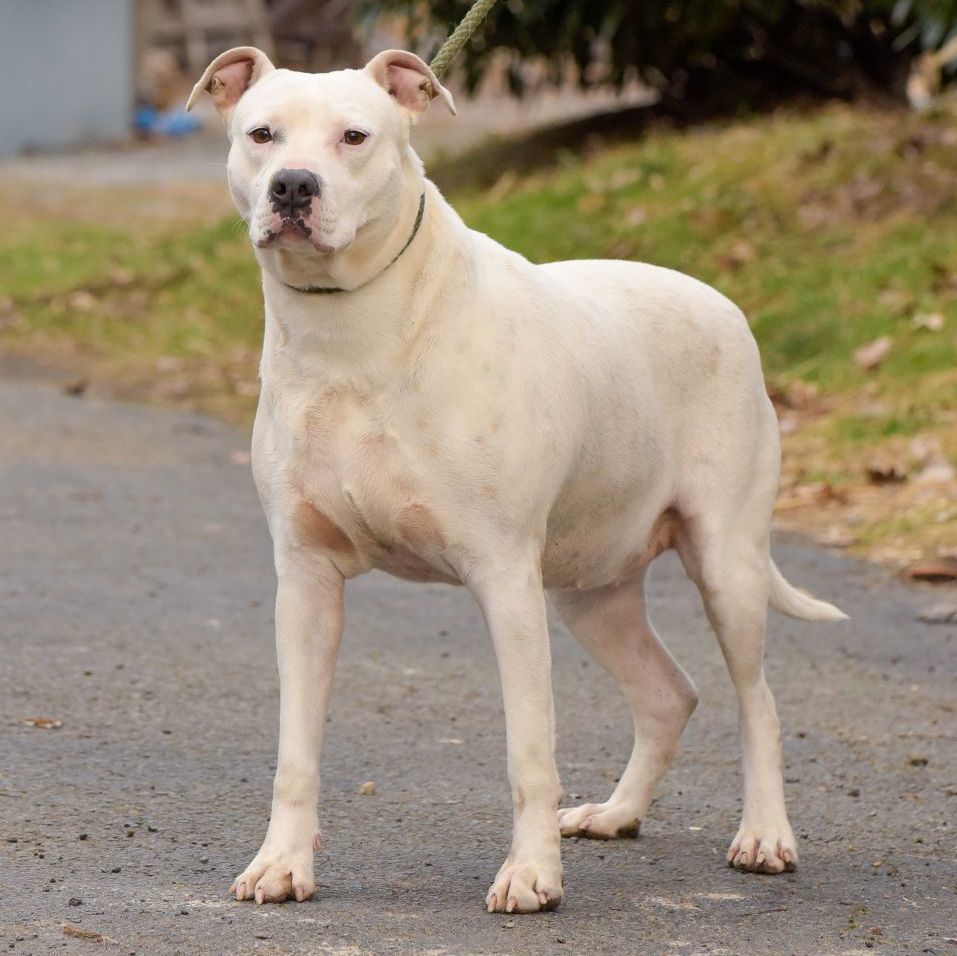 Enlarge Meredith, a Adoptable mixed breed in Lambertville, NJ image 1/3