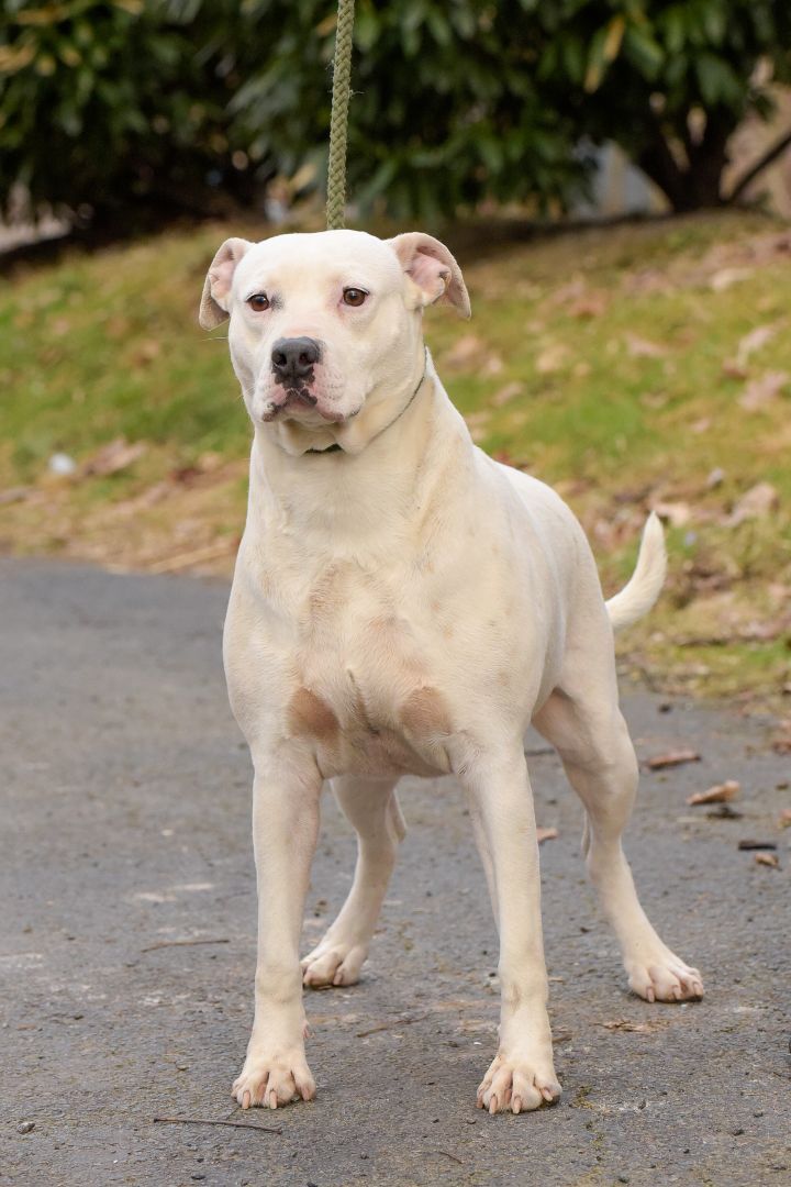 Enlarge Meredith, a Adoptable mixed breed in Lambertville, NJ image 2/3