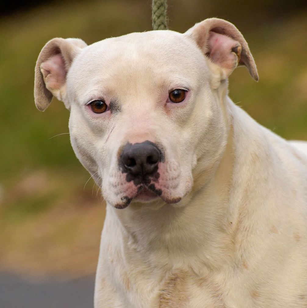 Enlarge Meredith, a Adoptable mixed breed in Lambertville, NJ image 3/3