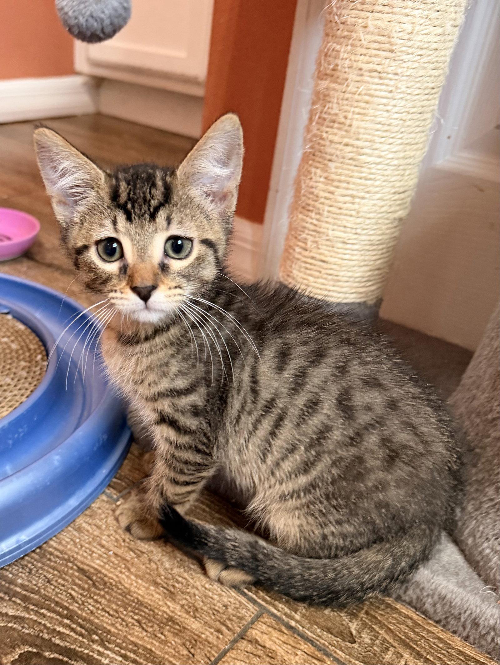 Enlarge Toulouse, a Adoptable mixed breed in Orlando, FL image 1/3