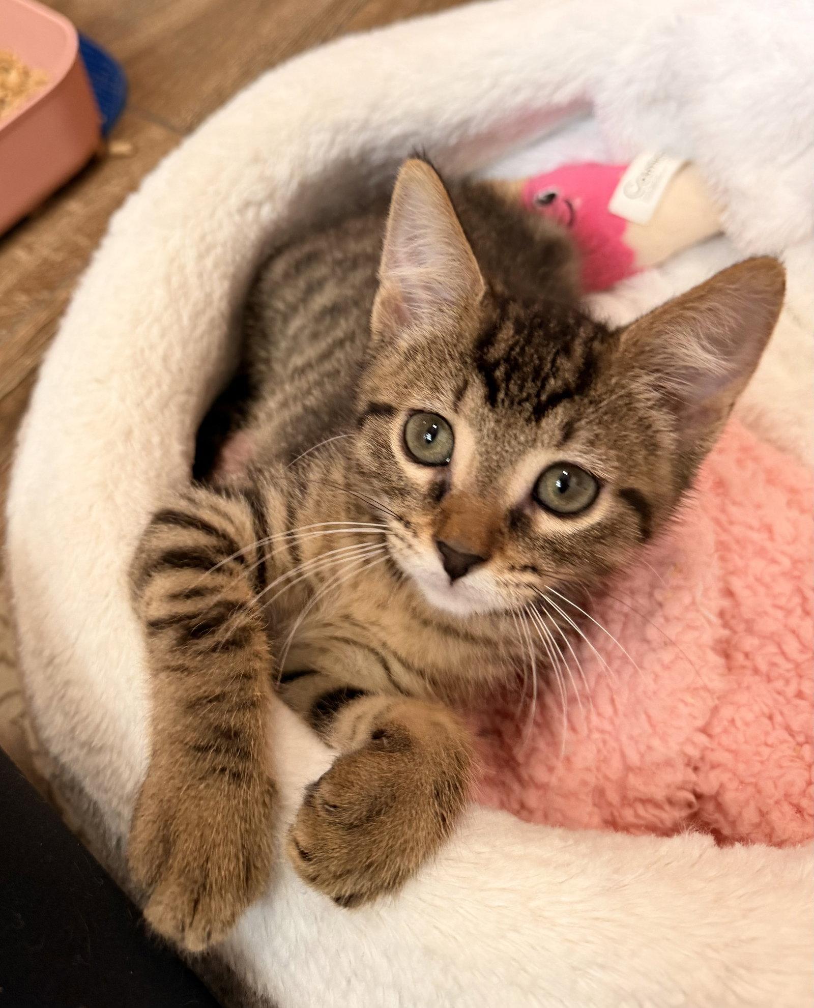 Enlarge Toulouse, a Adoptable mixed breed in Orlando, FL image 2/3