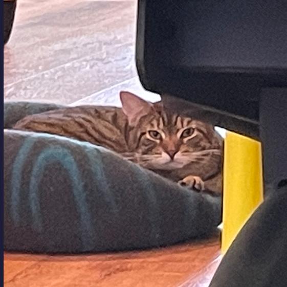 Enlarge Rick Devens, a Adoptable Domestic Short Hair in Providence, RI image 1/6