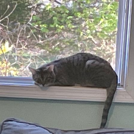 Enlarge Rick Devens, a Adoptable Domestic Short Hair in Providence, RI image 2/6