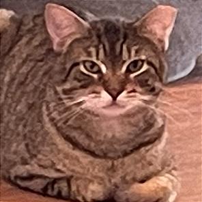 Snape, a Adoptable Domestic Short Hair in Providence, RI image 3/5