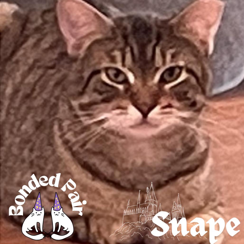 Snape, a Adoptable Domestic Short Hair in Providence, RI image 4/5