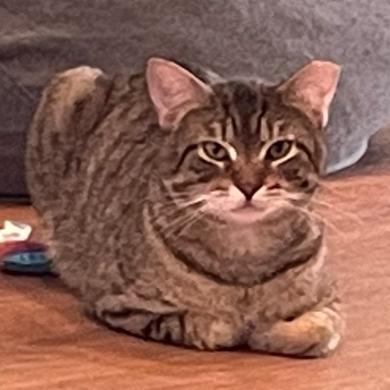 Enlarge Rick Devens, a Adoptable Domestic Short Hair in Providence, RI image 5/6