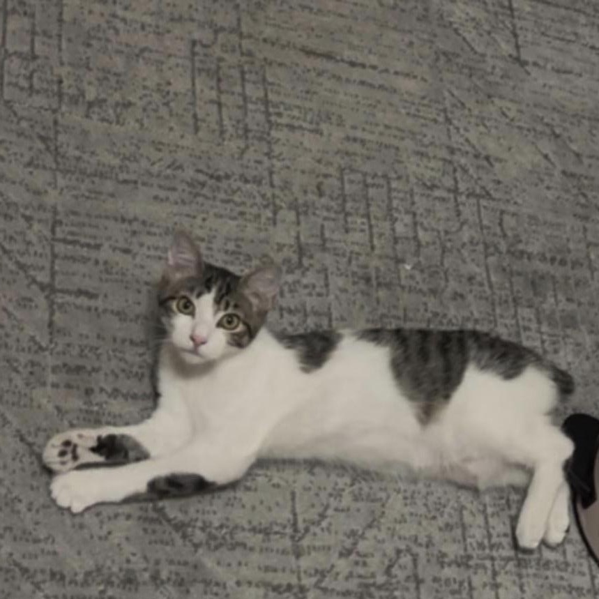 Enlarge Darla, an adopted Manx in Norfolk, VA image 4/6