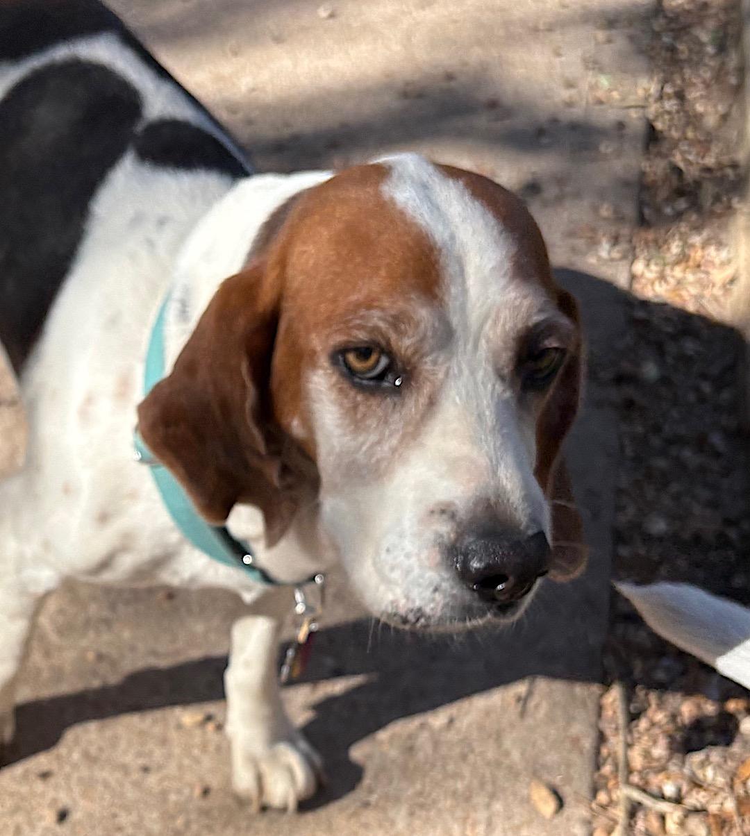 Enlarge Bluey, a ADOPTABLE mixed breed in Tomball, TX image 1/6