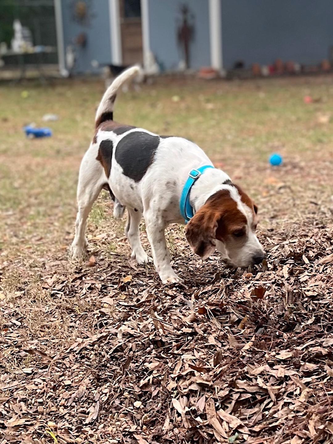 Enlarge Bluey, a ADOPTABLE mixed breed in Tomball, TX image 4/6