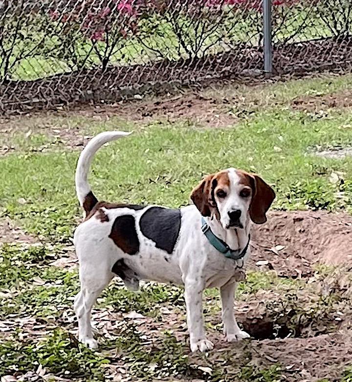 Enlarge Bluey, a ADOPTABLE mixed breed in Tomball, TX image 3/6
